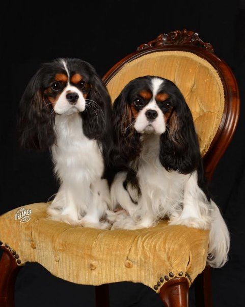 Cosmo and Juneau sitting