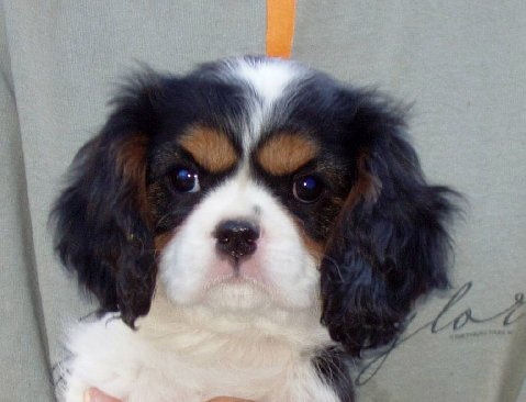 Chadwick Bindy pup head