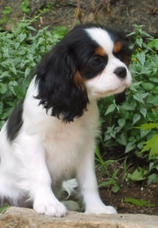 Chadwick Coco Chanel puppy sitting
