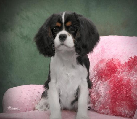 Chadwick Winter Solstice sitting as puppy