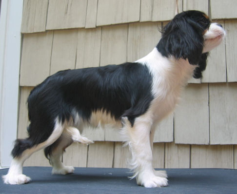 Chadwick Winter Solstice standing as puppy