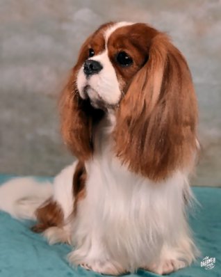 Chantismere Caruso sitting at angle