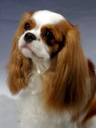 Chadwick Dream Weaver China head pic