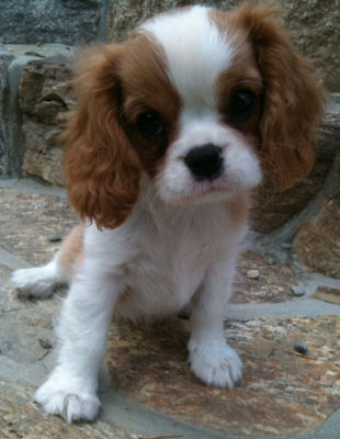 Chloe as puppy