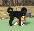 Cooper with friend