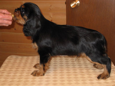 Cooper standing Minute offspring