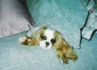 Blenheim on bed ear hanging