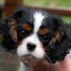 Cosmo head link pic puppy