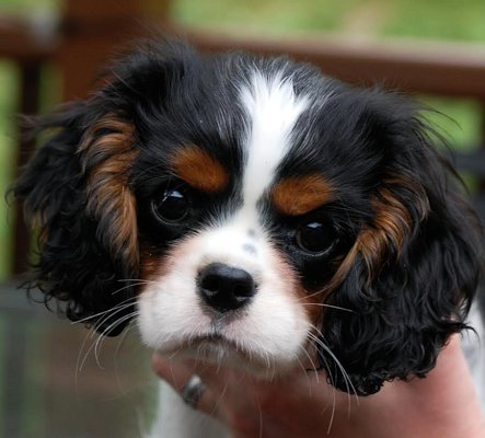 Cosmo head shot as puppy