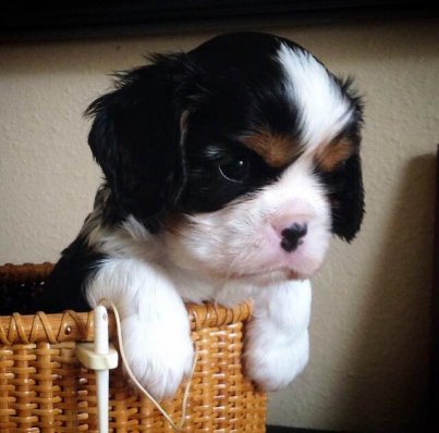 Drifter Bella tri puppy in basket