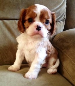 Rye Drifter Bella blenheim puppy