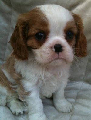 Drifter as young puppy