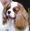 Elliott page link picture