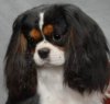 AKC Ch. Chadwick Taittinger