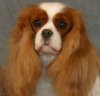 Florin page link picture