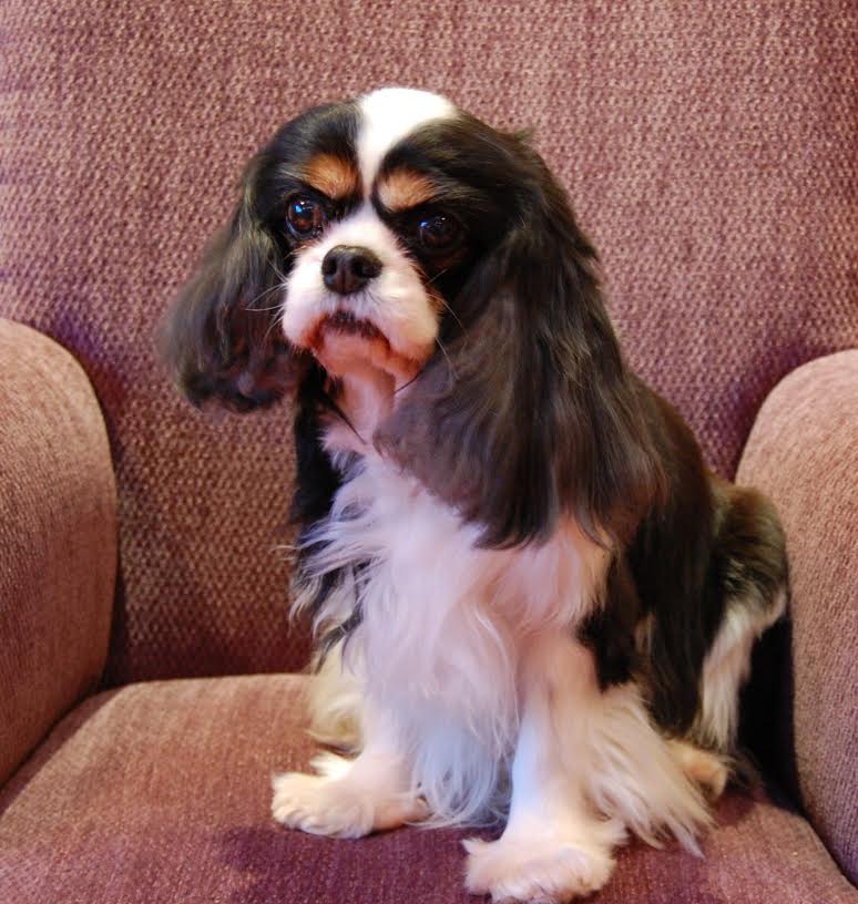 Hershey sitting