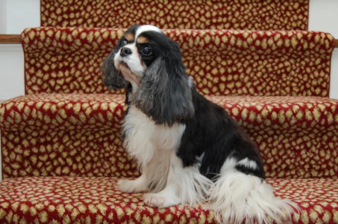 Hershey on stairs