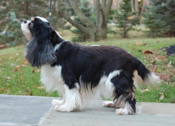 Hershey standing