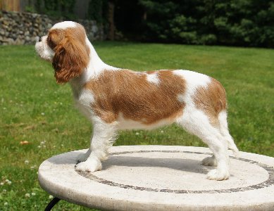 Skye standing