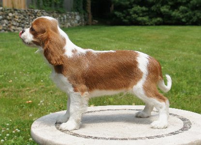 Wilson standing
