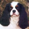 Kasper page link picture