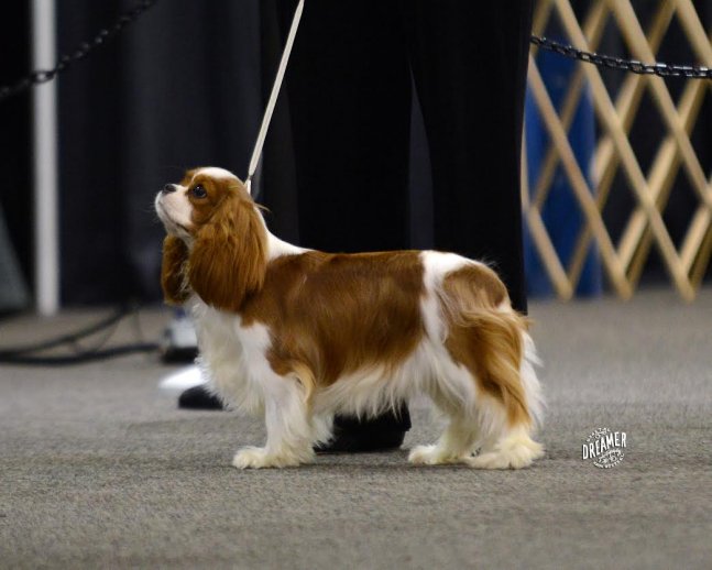 Leura standing in ring