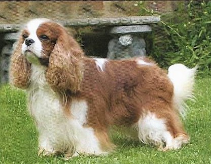 Maibee Montrose standing