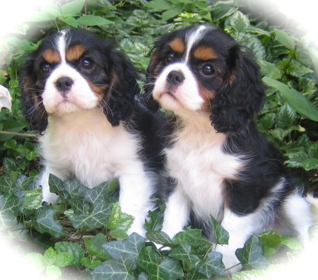 McCallum tri offspring