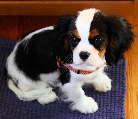 Midnight Frolic Drifter tri puppy