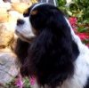 Millie page link picture