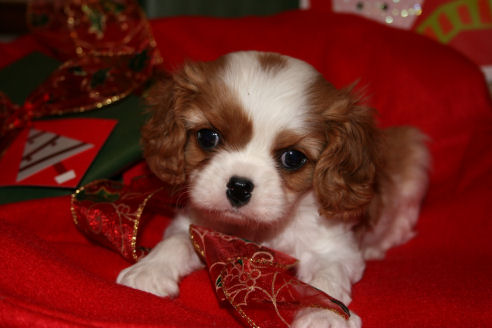 morgan pup with xmas ribbon