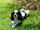 Niles at 8 laying in grass