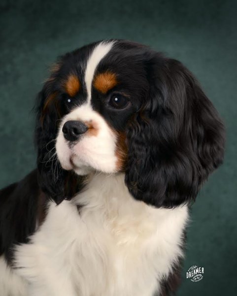 O Neal head shot sep 2014