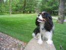 Ozzie Hauser