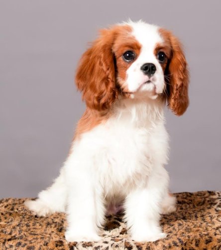 Paddington sitting 5 mos