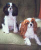 Paris and Bentley Sandoe