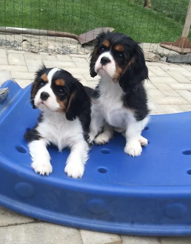 Juneau offspring