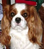 AKC Ch. Chadwick Rhumba