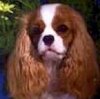 Sammi page link picture