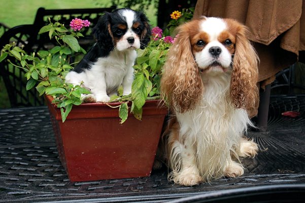 Cosmo and his dad Scotch