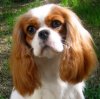 Victoria page link picture