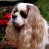 Beans page link picture