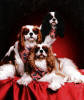 Taub dogs on red