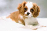 Puppy Cricket Julie Moore