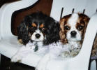 tri blen in white chair sterns family