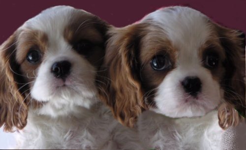 two blenheim pups with purple background