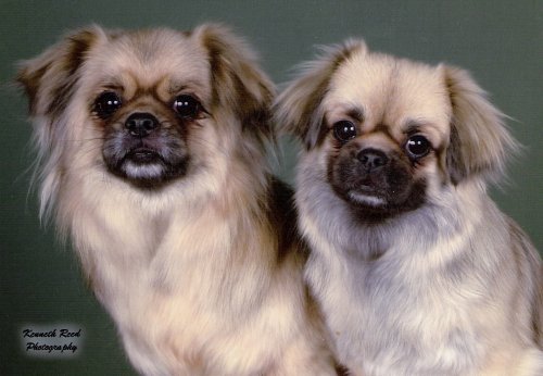 Two Tibbies for Top of About Page